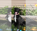 Small #12 Labrador Retriever Mix