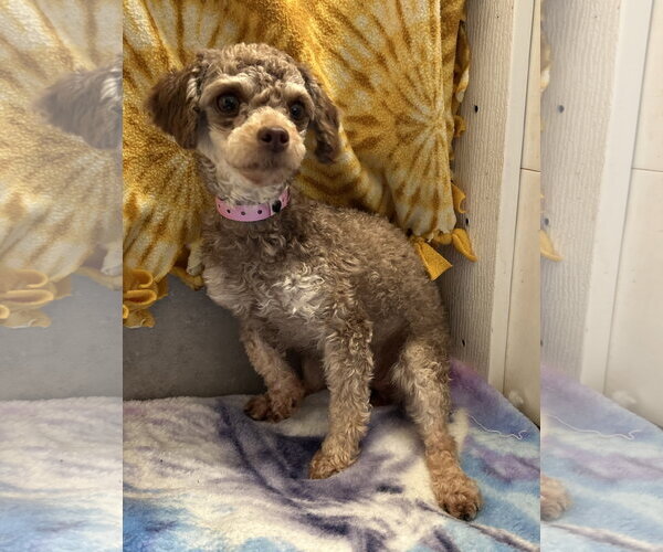 Medium Photo #8 Poodle (Miniature) Puppy For Sale in Pacolet, SC, USA