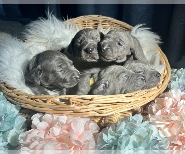 Medium Photo #6 Weimaraner Puppy For Sale in NEWPORT NEWS, VA, USA
