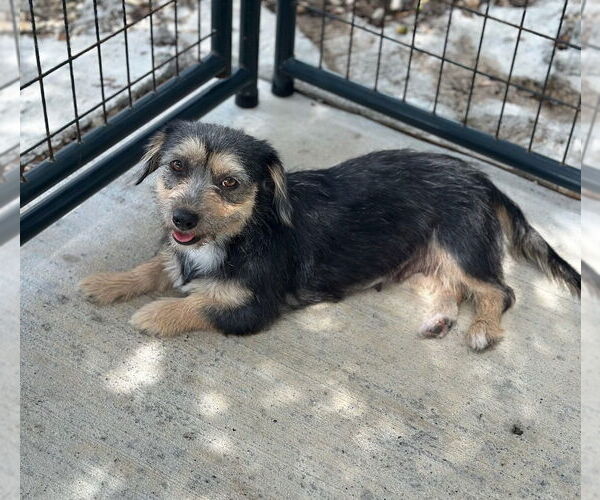 Medium Photo #2 Mutt Puppy For Sale in Oak Bluffs, MA, USA