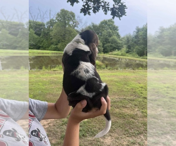 Medium Photo #3 Basset Hound Puppy For Sale in CAMERON, OK, USA
