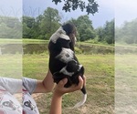 Small #2 Basset Hound