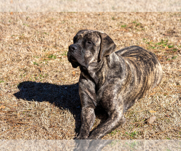 Medium Photo #1 Mastiff Puppy For Sale in WOODSTOCK, GA, USA
