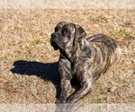 Small Photo #1 Mastiff Puppy For Sale in WOODSTOCK, GA, USA