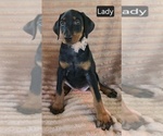 Small #1 Doberman Pinscher