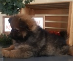 Small #2 Pomeranian