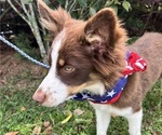 Small #4 Miniature Australian Shepherd