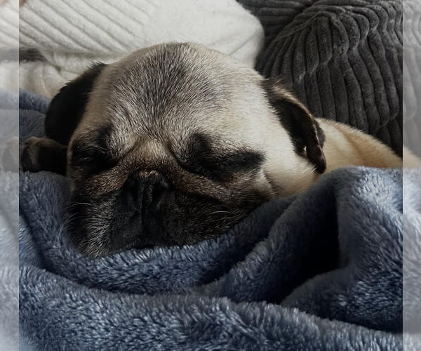 Medium Photo #2 Pug Puppy For Sale in St. Louis Park, MN, USA