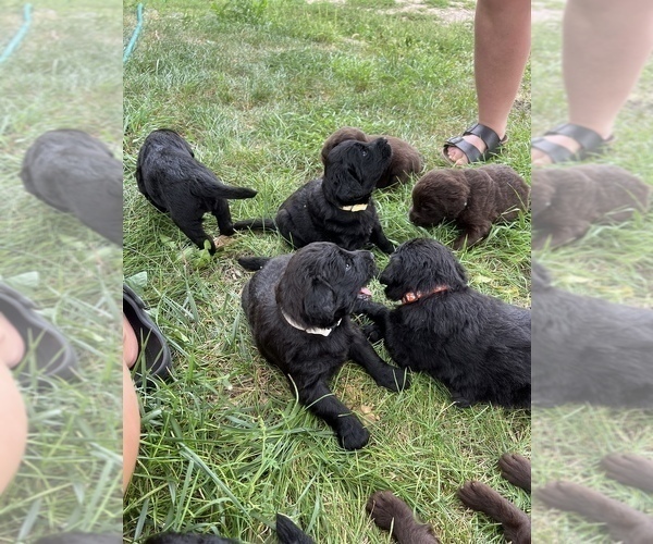 Medium Photo #17 Goldendoodle-Newfoundland Mix Puppy For Sale in MORRIS, MN, USA