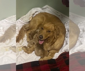 Mother of the Golden Retriever puppies born on 12/13/2022