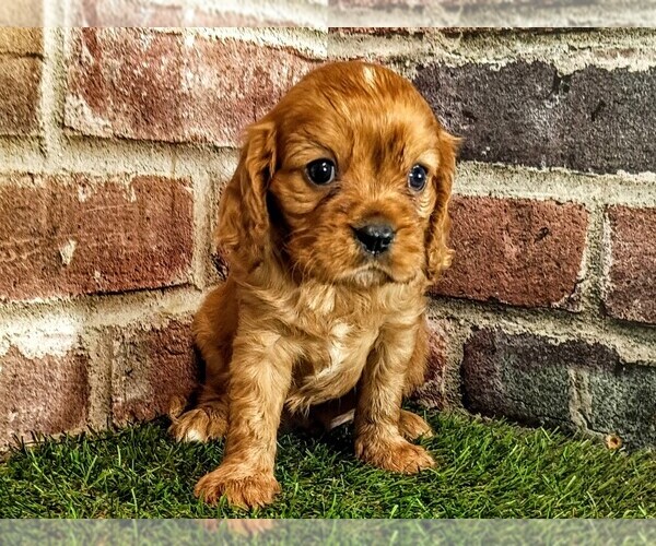 Medium Photo #6 Cavalier King Charles Spaniel Puppy For Sale in MOBERLY, MO, USA