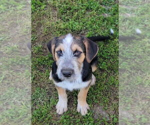 Australian Shepherd-German Shepherd Dog Mix Dogs for adoption in Bolivar, MO, USA