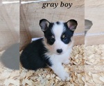 Small Photo #6 Pembroke Welsh Corgi Puppy For Sale in MARCELINE, MO, USA