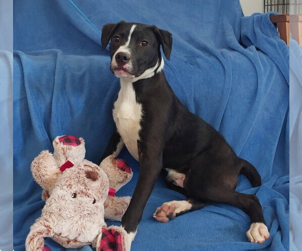Medium Photo #3 Labrador Retriever-Unknown Mix Puppy For Sale in Foristell, MO, USA