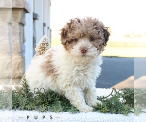 Poodle (Miniature) Puppy for sale in NARVON, PA, USA