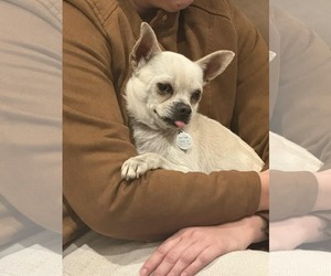 Dominic - Male Rat-Cha Dog for Adoption - Photo #2