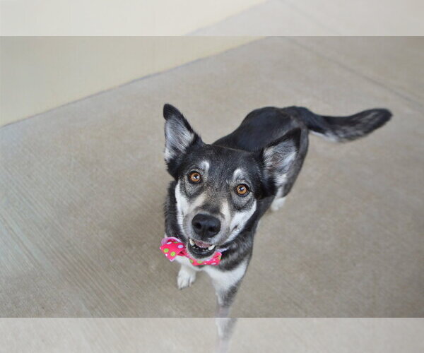 Medium Photo #2 Siberian Husky-Unknown Mix Puppy For Sale in McKinney, TX, USA