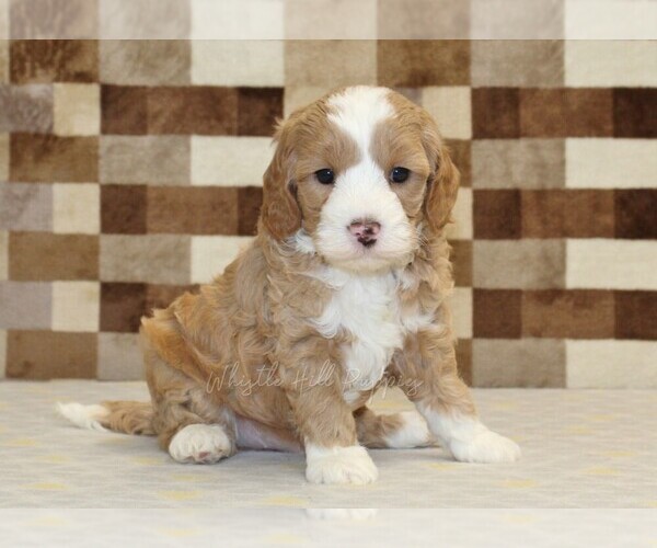 Medium Photo #1 Bernedoodle (Miniature)-Cavapoo (Miniature) Mix Puppy For Sale in DENVER, PA, USA