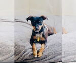 Small #2 Chihuahua Mix