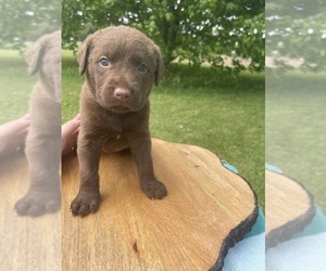 Chesapeake Bay Retriever Puppy for sale in HOMER, NY, USA