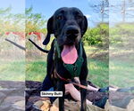 Small Great Dane