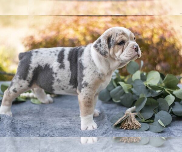 Medium Photo #3 Beabull Puppy For Sale in MILLERSBURG, OH, USA