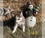 Small Photo #22 Siberian Husky Puppy For Sale in DEARBORN, MO, USA