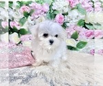 Small #62 Maltese