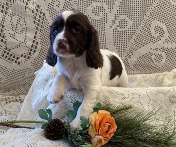 Medium Photo #1 English Springer Spaniel Puppy For Sale in OWEN, WI, USA