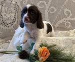 Small English Springer Spaniel
