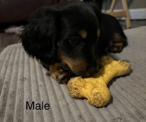 Medium Dachshund