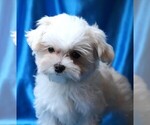 Small #2 Maltese