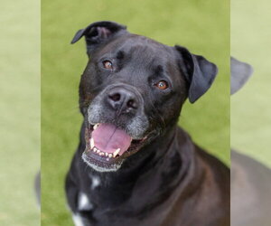 Boxador Dogs for adoption in Canton, CT, USA