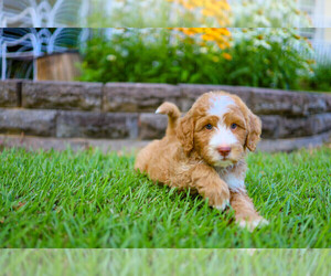 Goldendoodle (Miniature) Puppy for sale in CLAYTON, NC, USA