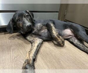 Labrador Retriever-Unknown Mix Dogs for adoption in Clovis, CA, USA