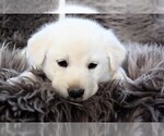 Small #5 Labrador Retriever-Samoyed Mix