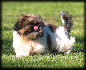 Shih Tzu Puppy for sale in COPPOCK, IA, USA