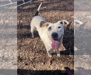 Mutt Dogs for adoption in Greenville, SC, USA
