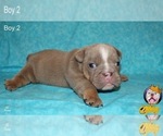 Small Photo #15 Neapolitan Mastiff Puppy For Sale in WASHBURN, MO, USA