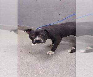American Pit Bull Terrier-Unknown Mix Dogs for adoption in Las Vegas, NV, USA