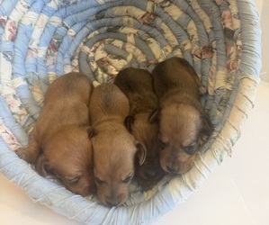 Dachshund Puppy for Sale in WILEY, Colorado USA