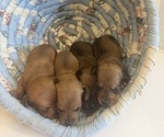 Image preview for Ad Listing. Nickname: Litter of 4