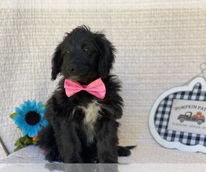 Border Collie-Labradoodle Mix Puppy for sale in LANCASTER, PA, USA