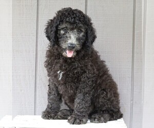 Labradoodle-Poodle (Standard) Mix Puppy for sale in FREDERICKSBG, OH, USA
