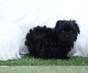 Shih-Poo Puppy for sale in MARIETTA, GA, USA
