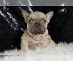 Small #5 French Bulldog