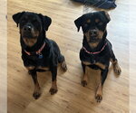 Small #2 Rottweiler