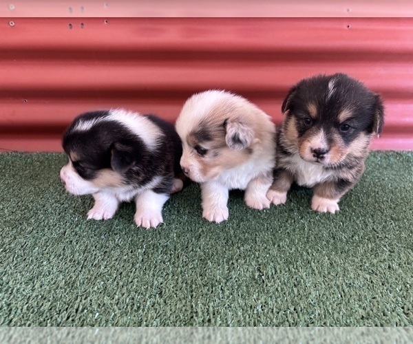 Medium Photo #19 Pembroke Welsh Corgi Puppy For Sale in CERES, CA, USA