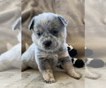 Small Photo #15 Australian Cattle Dog Puppy For Sale in MYRTLE BEACH, SC, USA