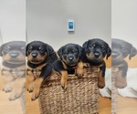 Small Rottweiler